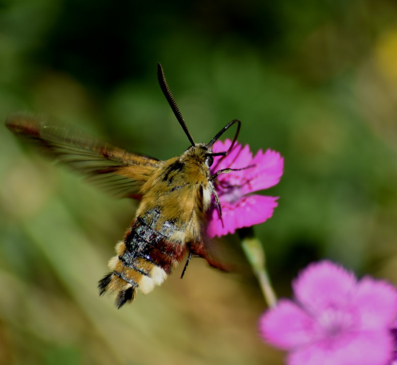 Hummelschwärmer an Nelkenblüte