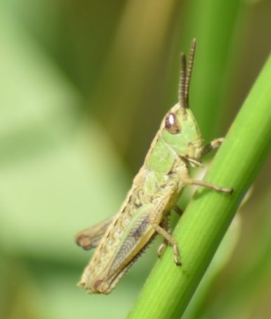Heuschrecke - eine Art von vielen auf der Fläche