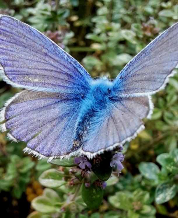 Bläuling an Thyimanblüten