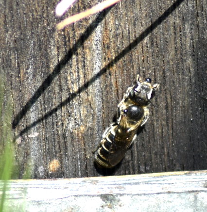 Natternkopf-Mauberbiene (Weibchen)