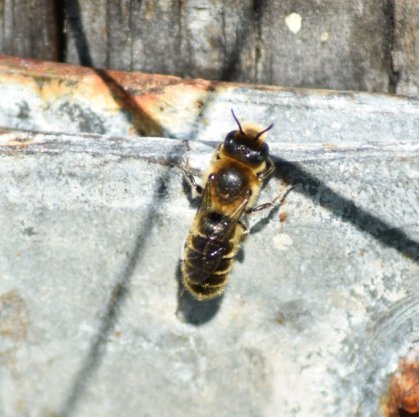 Natternkopf-Mauerbiene (Männchen)