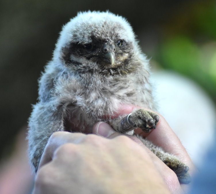 Junger Steinkauz beim Beringen