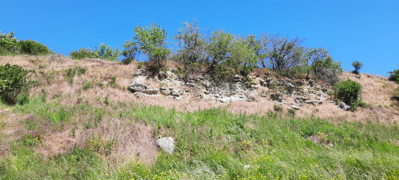 Felswand als Lebensraum