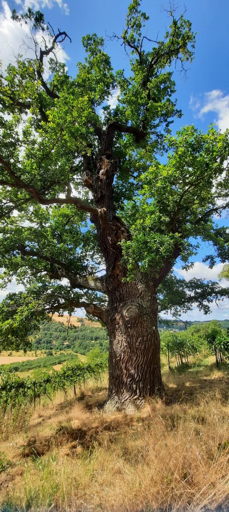 Alte Eiche auf dem Disibodenberg