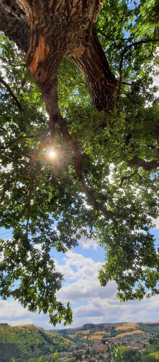 Eiche mit Sonnenstrahlen