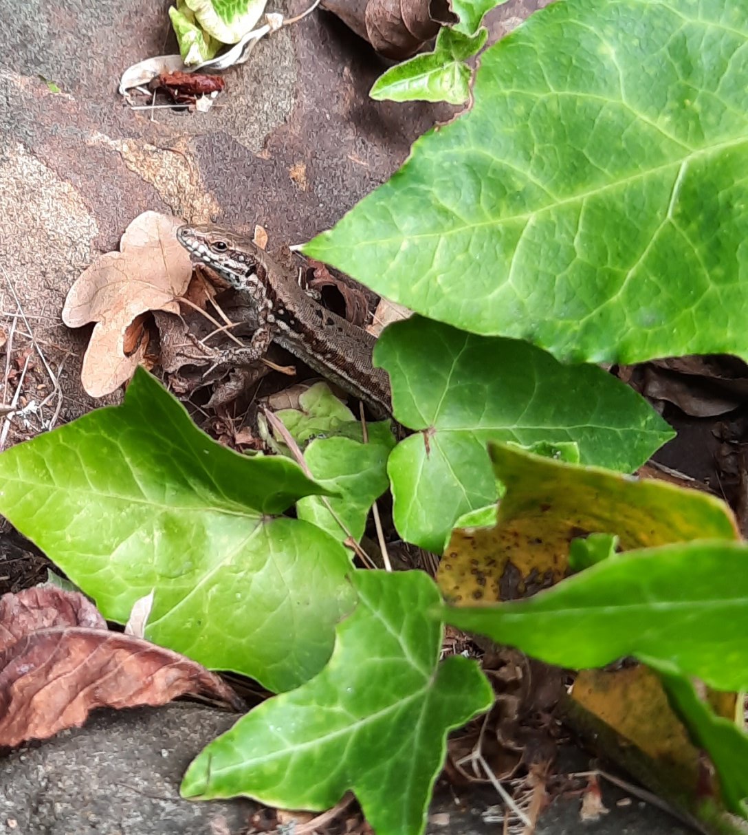 Mauereidechse im Gemäuer