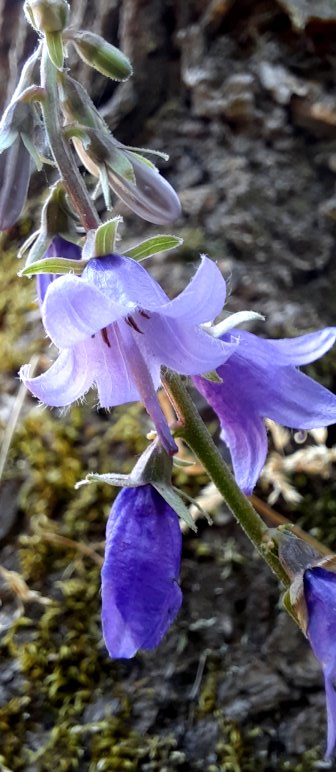 Glockenblume in der Mitte des Labyrinths