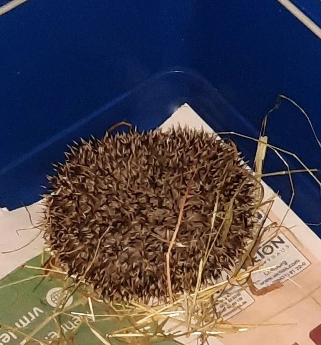 Junger Igel zusammengerollt im Käfig