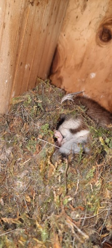 gartenschlaefer-im-nistkasten