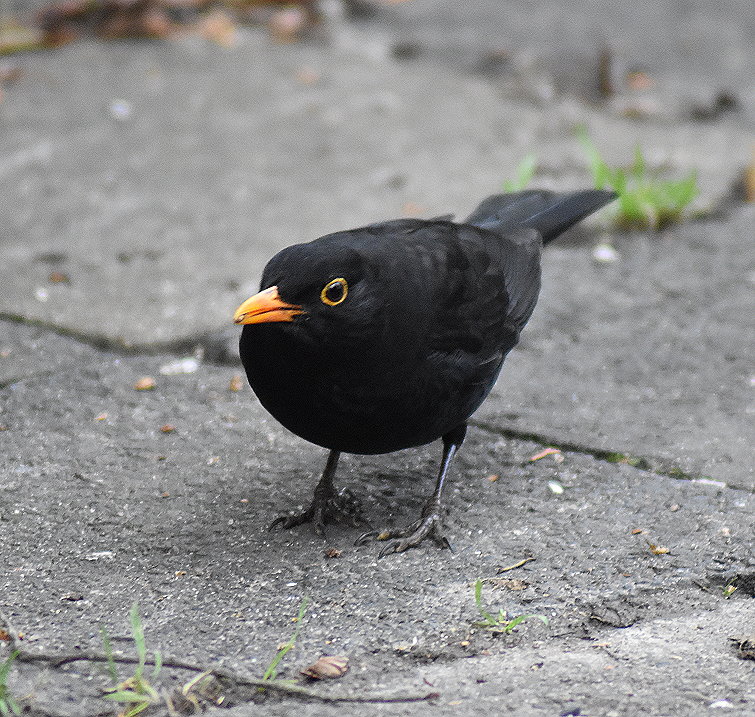 Schwarzamsel mit Korn im Schnabel