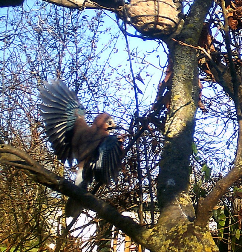 Eichelhäher im Anflug