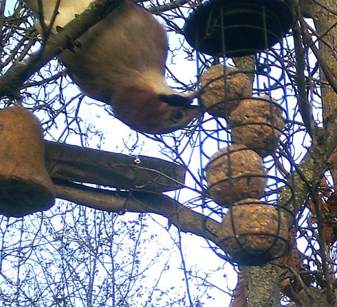 Eichelhäher von oben