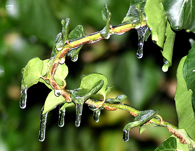 Eistropfen an Blättern