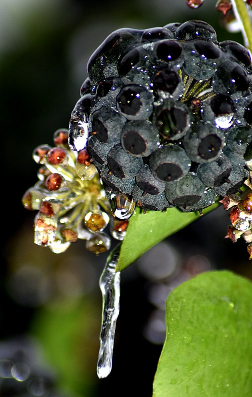 Eiszapfen an Efeubeeren