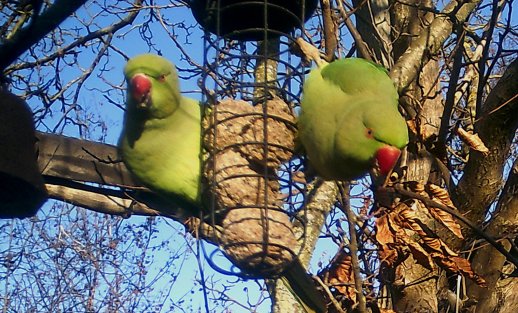 Halsbandsittiche beim Futtern