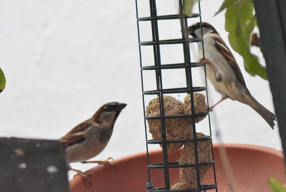 Haussperlinge an Meisenknödel