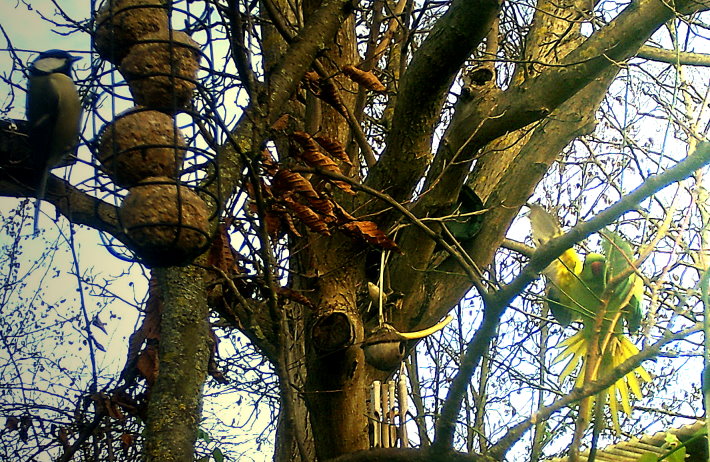 Kohlmeise und Halsbandsittich im Anflug