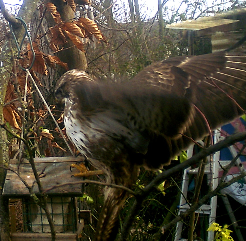 Mäusebussard an Fetttafel