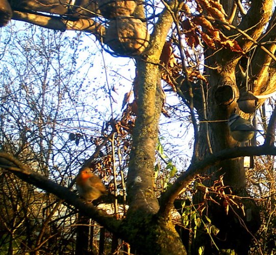 Rotkehlchen und Meise