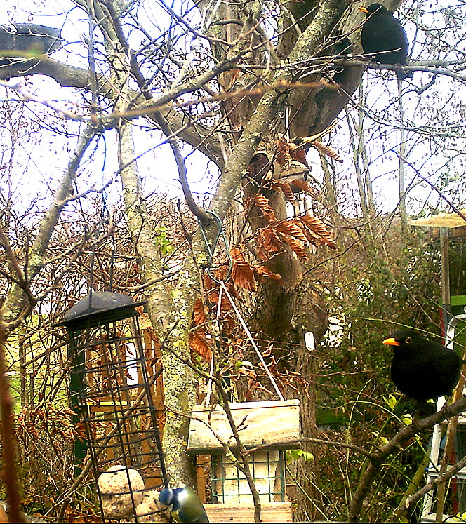 Schwarzamseln an Futterstelle