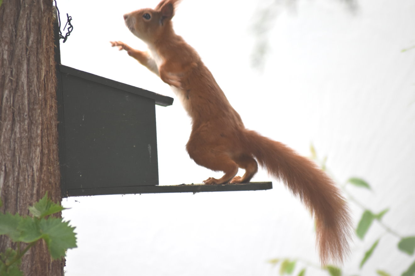 Eichhörnchen am Futterautomat