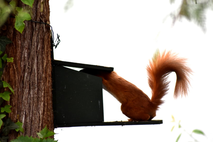 Eichhörnchen am Futterautomat