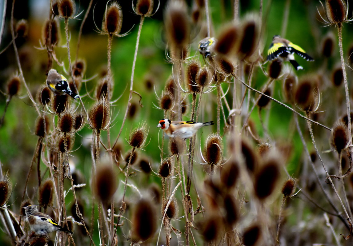 Stieglitze auf den Samenständen der Wilden Karde
