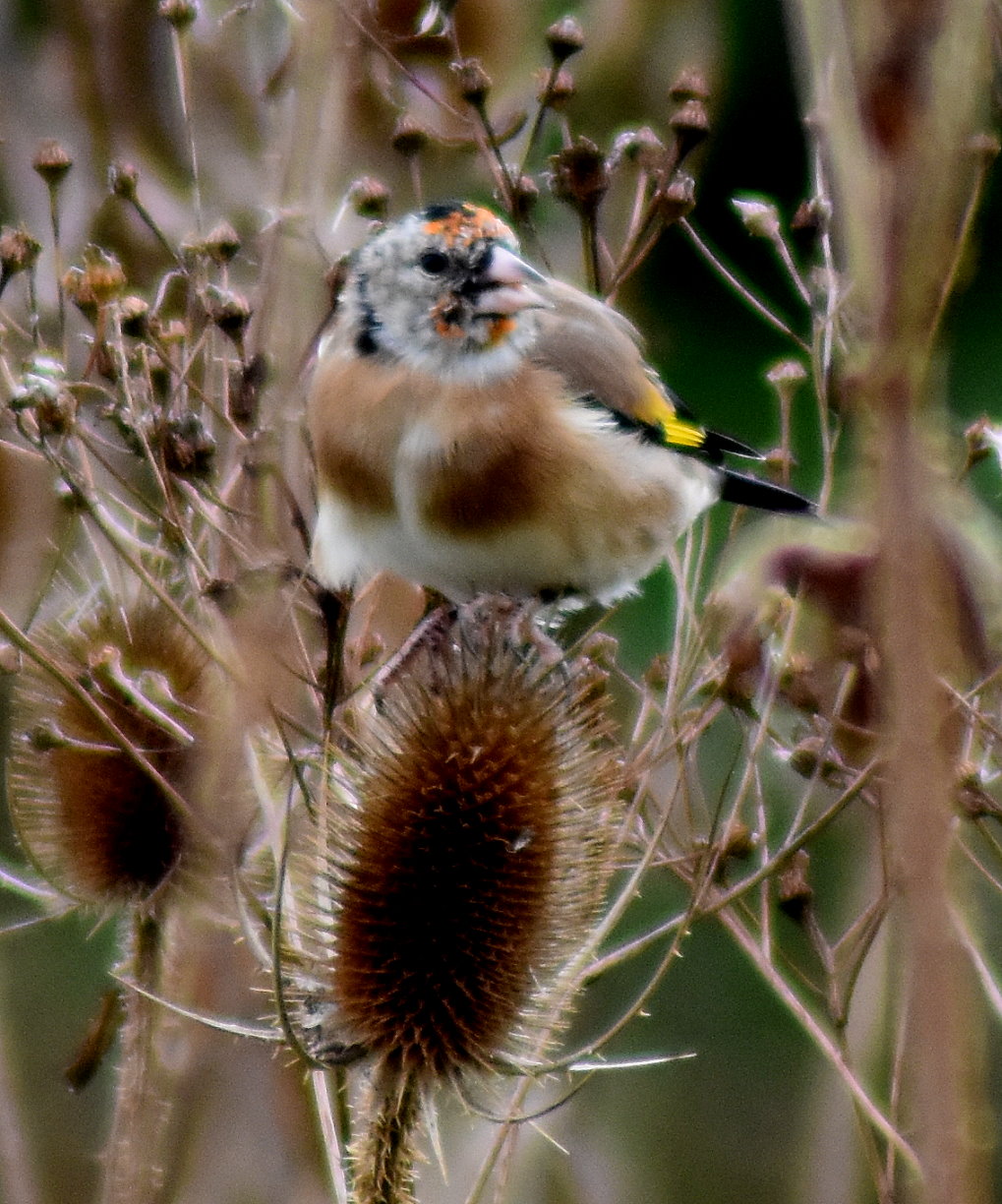 Stieglitz auf einem Samenstand der Wilden Karde