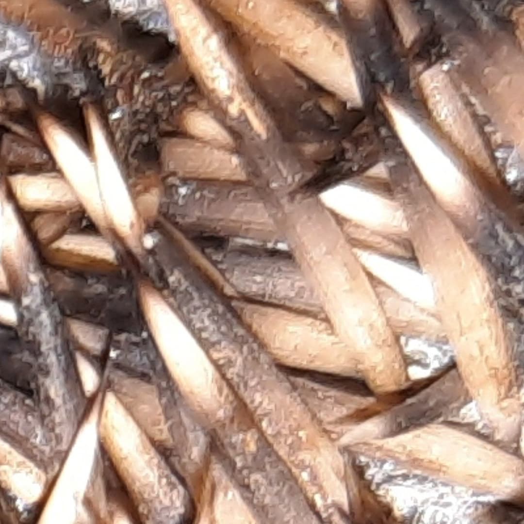 Igelstacheln in Nahaufnahme