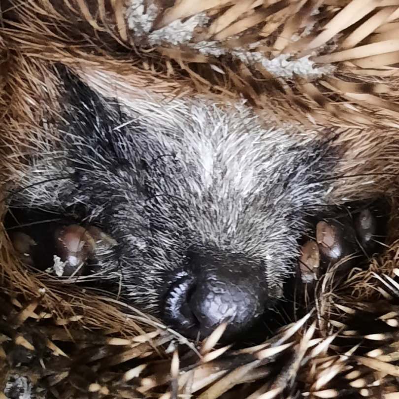 Man sieht einen Igel in Nahaufnahme, in der unteren Bildmitte die Nase, links und rechts die Füße.