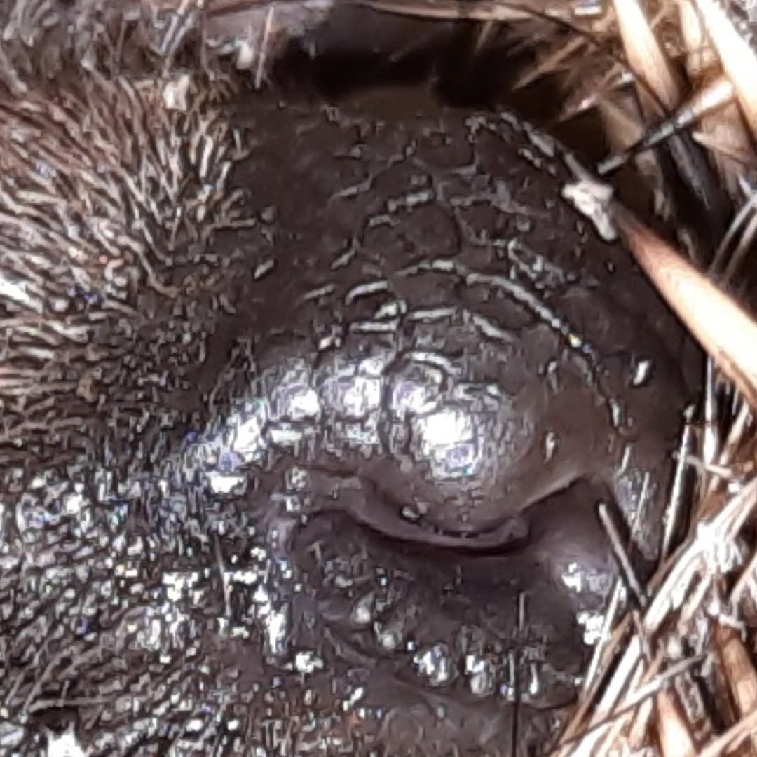 Igelnase in Nahaufnahme