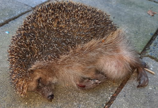 Verkehrsopfer Igel