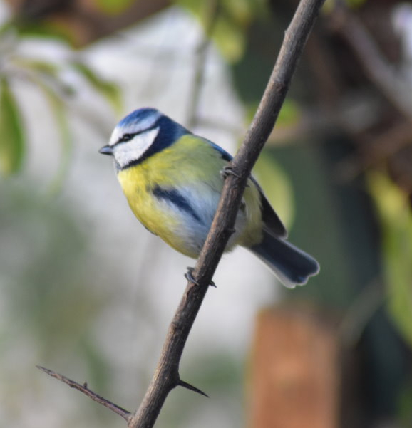Blaumeise sitzt am Ast