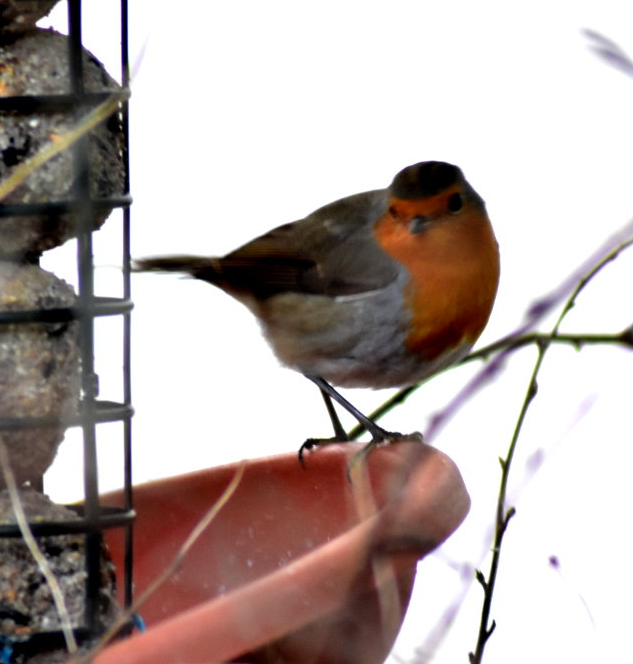Rotkehlchen sitzt an Meisenknödeln
