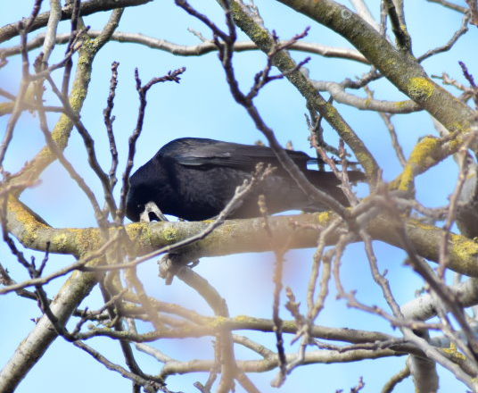 Saatkrähe beim Versuch, eine Nuss zu knacken
