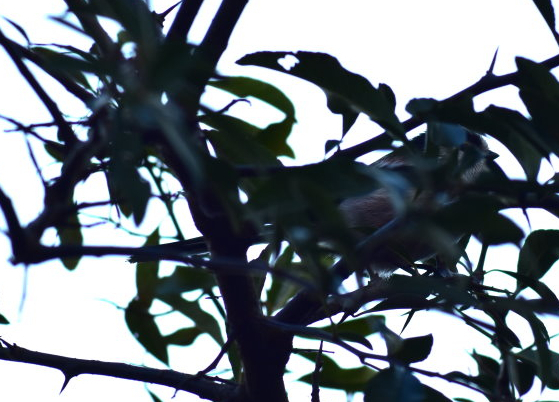 Schwanzmeise sitzt auf einem Ast