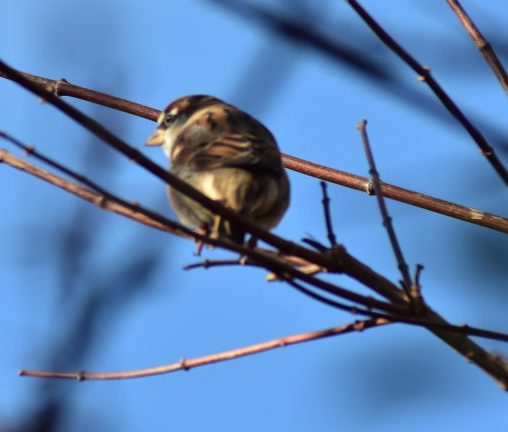 Haussperling sitzt auf Ast
