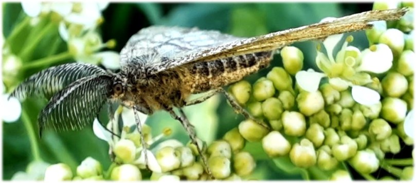 Männlicher Heide-Spanner