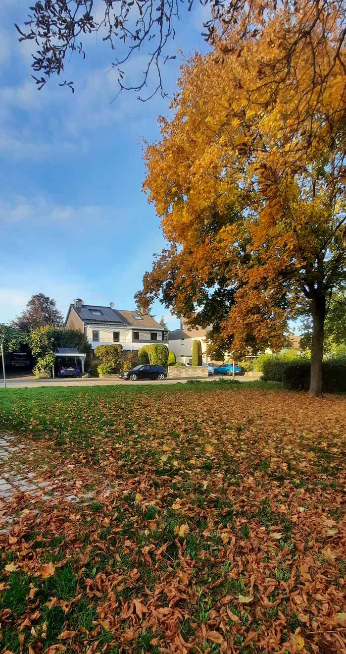 Eine Grünfläche mit herbstlichem Laub und großem Baum recht im Bild