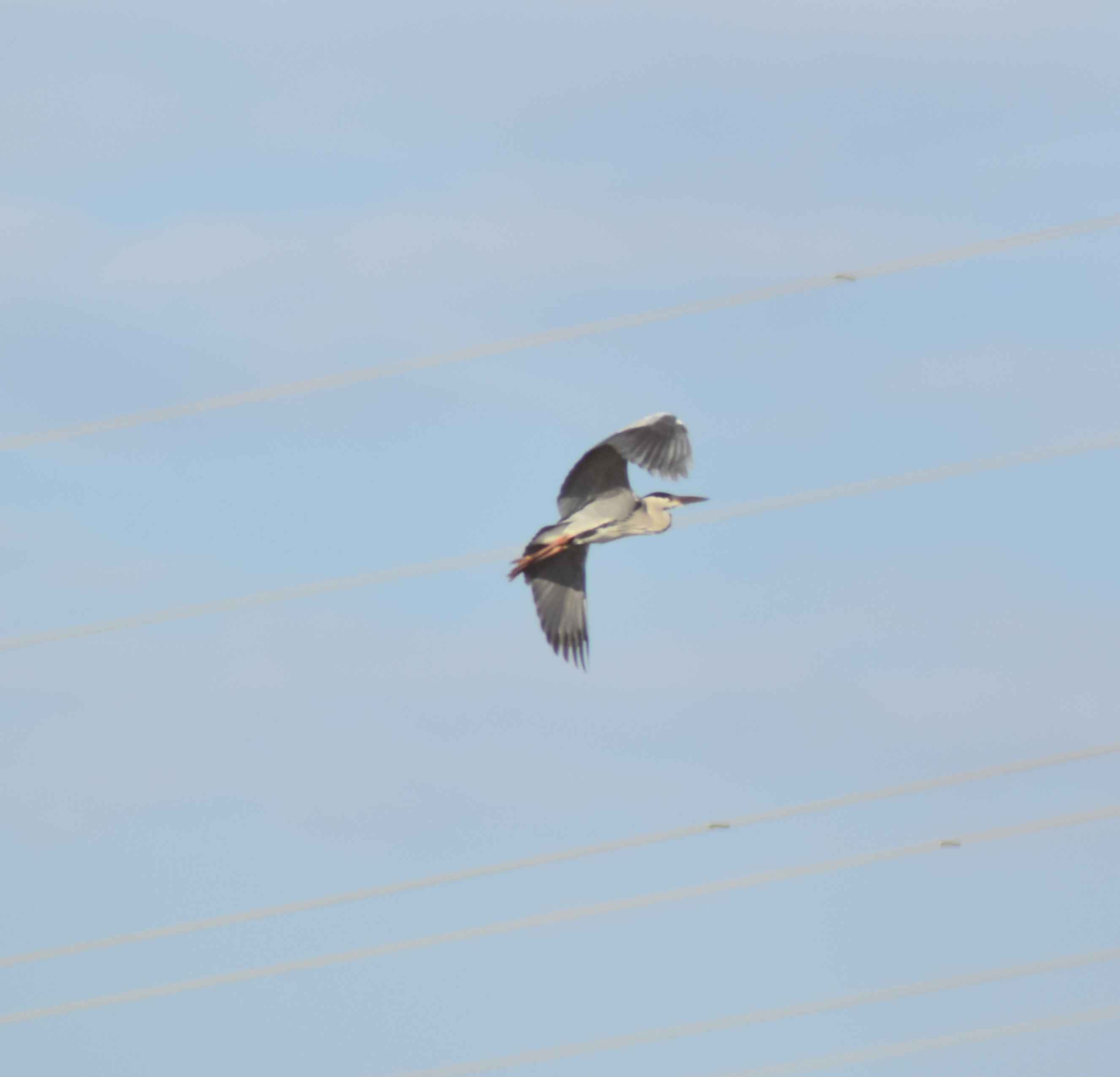 Graureiher fliegt am Himmel