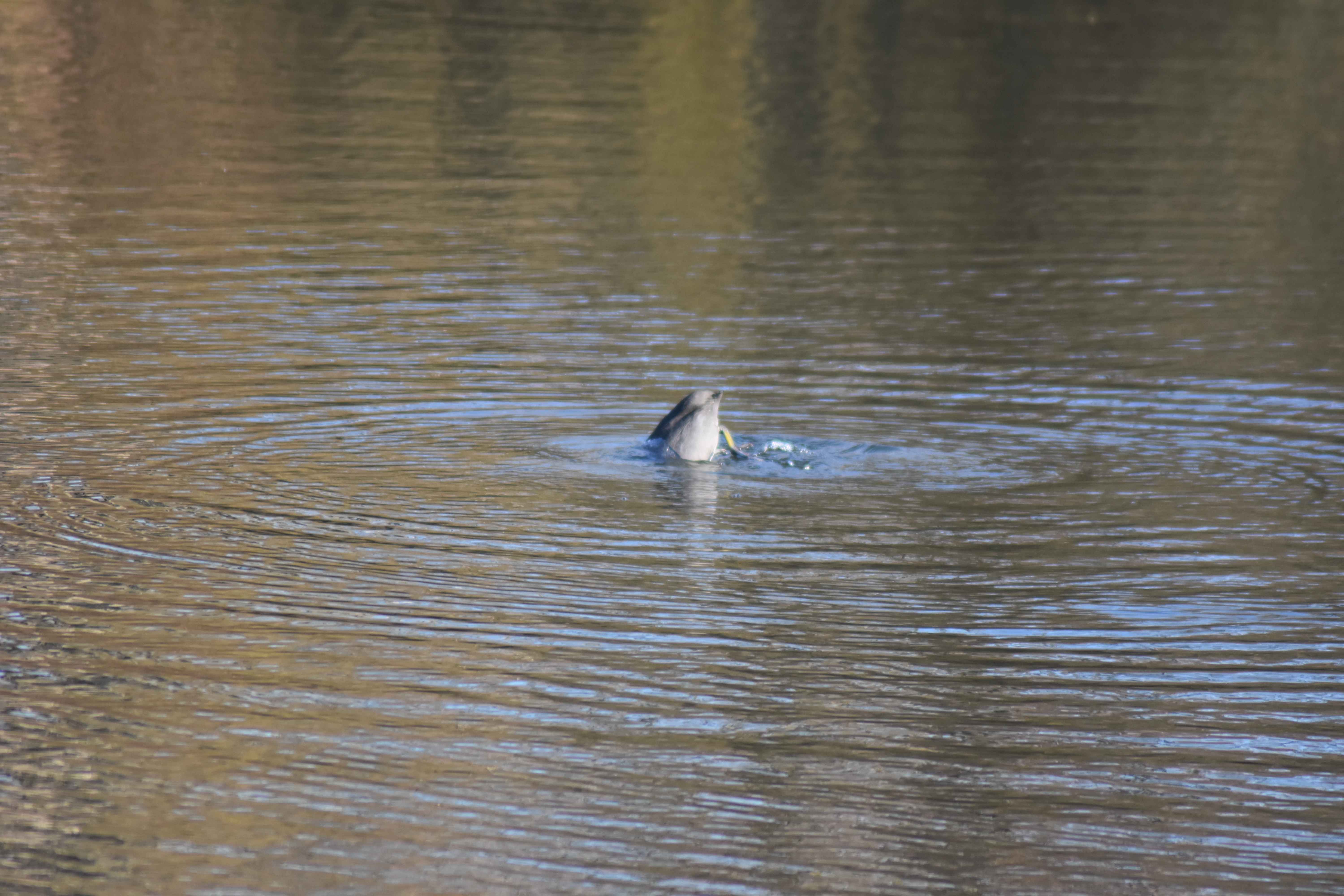 Blässhuhn taucht ab, Hinterteil schaut noch aus der Wasseroberfläche