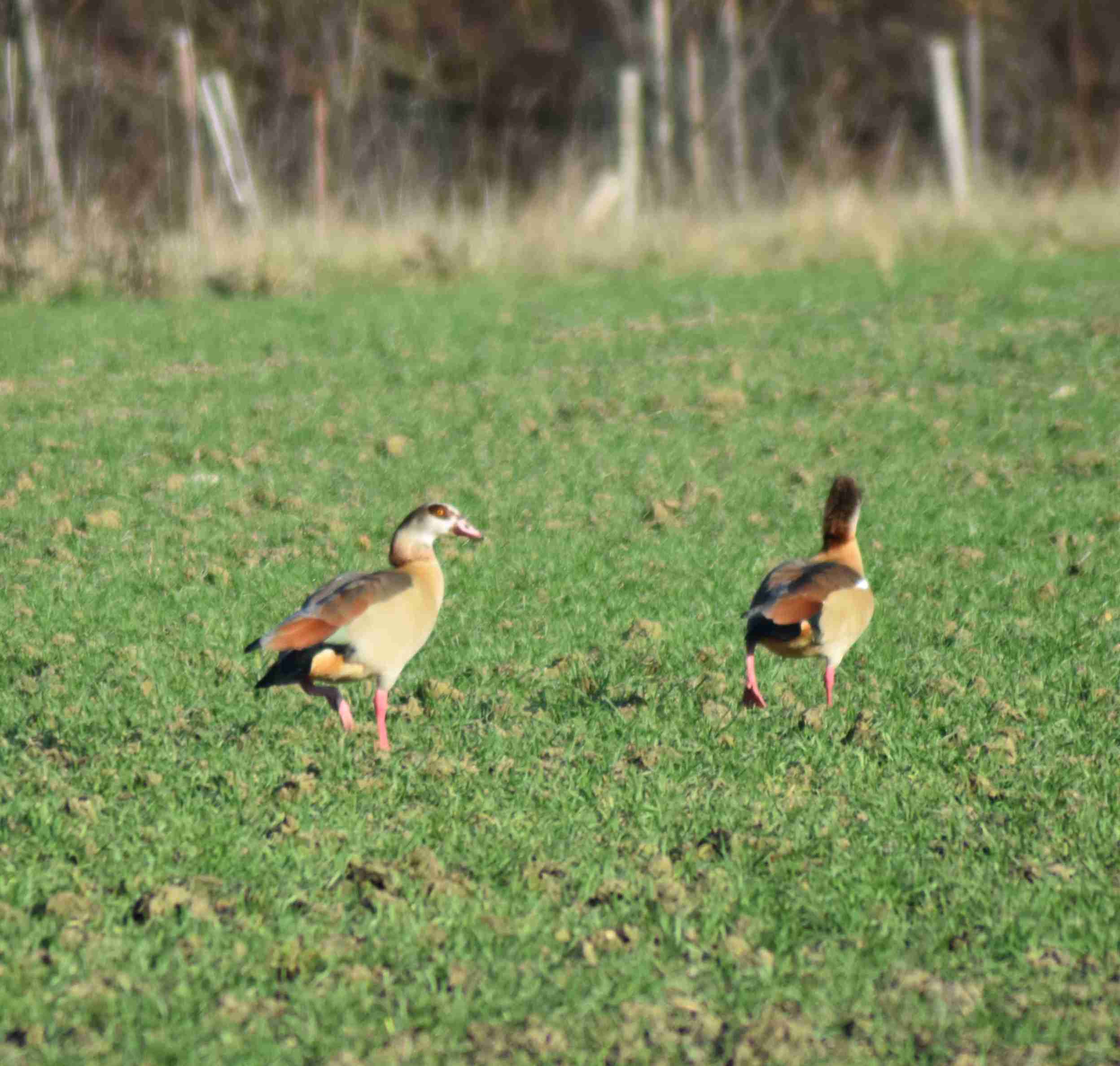Zwei Nilgänse sitzen auf einem Acker