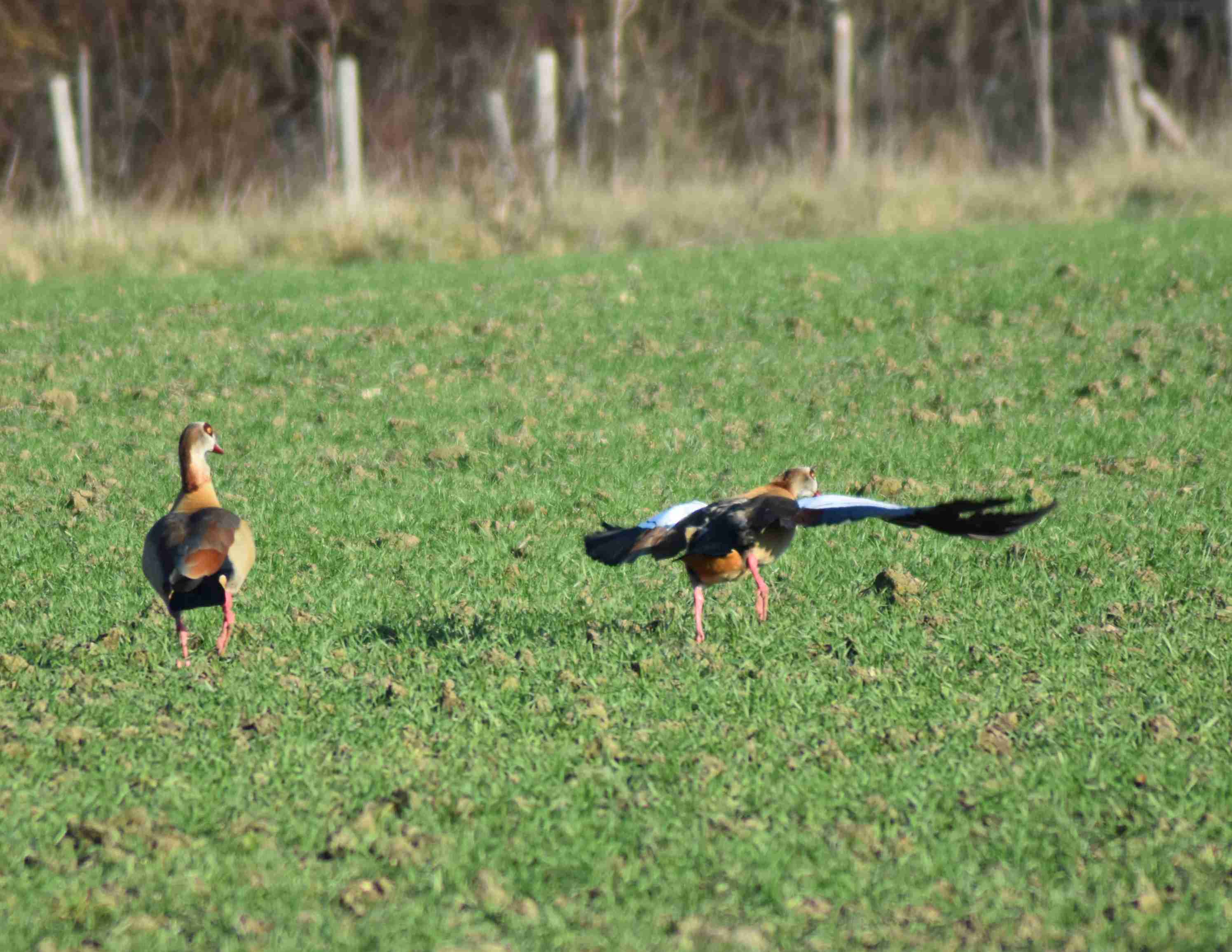 Zwei Nilgänse sitzen auf einem Acker, eine fliegt los.