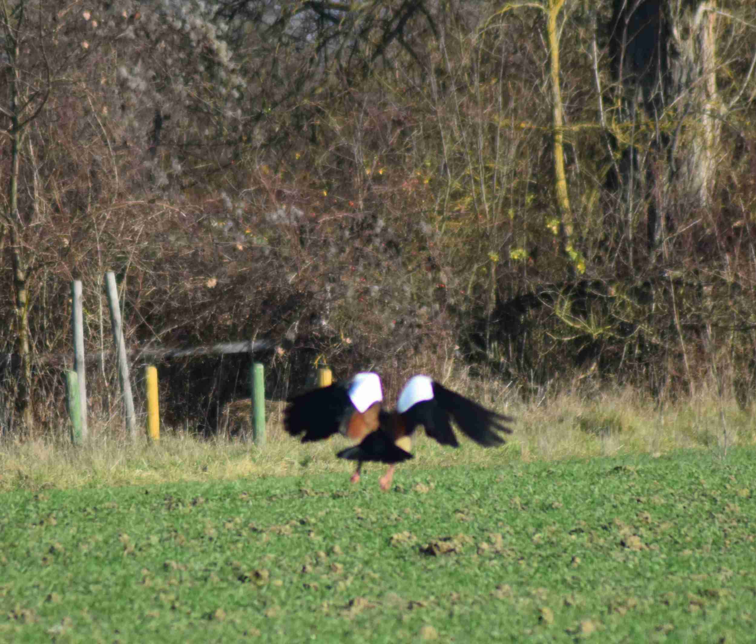Eine Nilgans fliegt auf