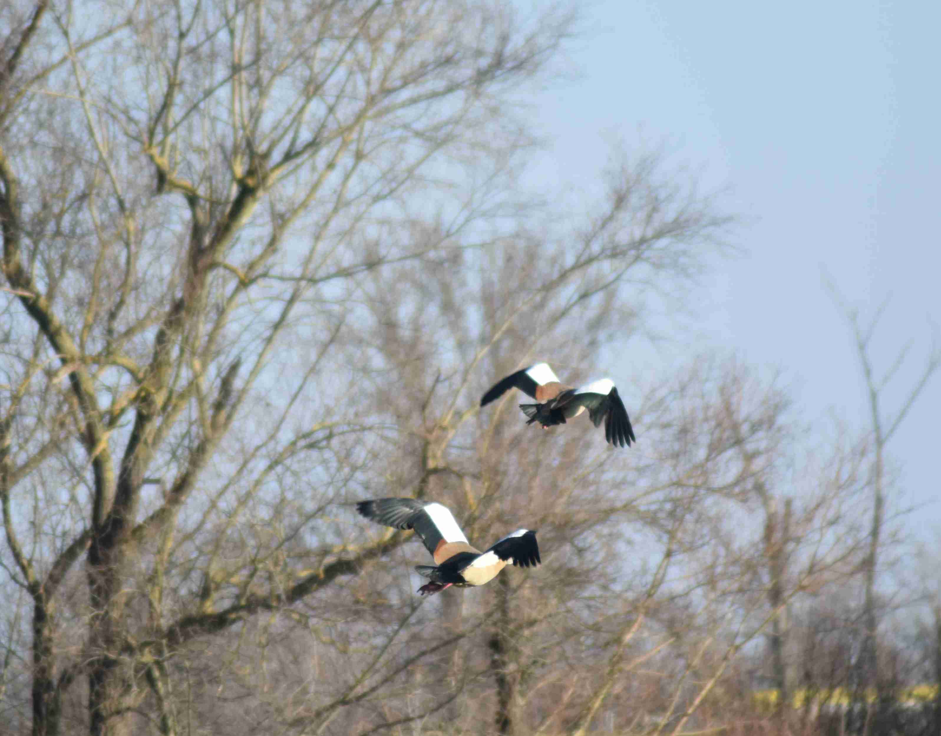Zwei Nilgänse fliegen
