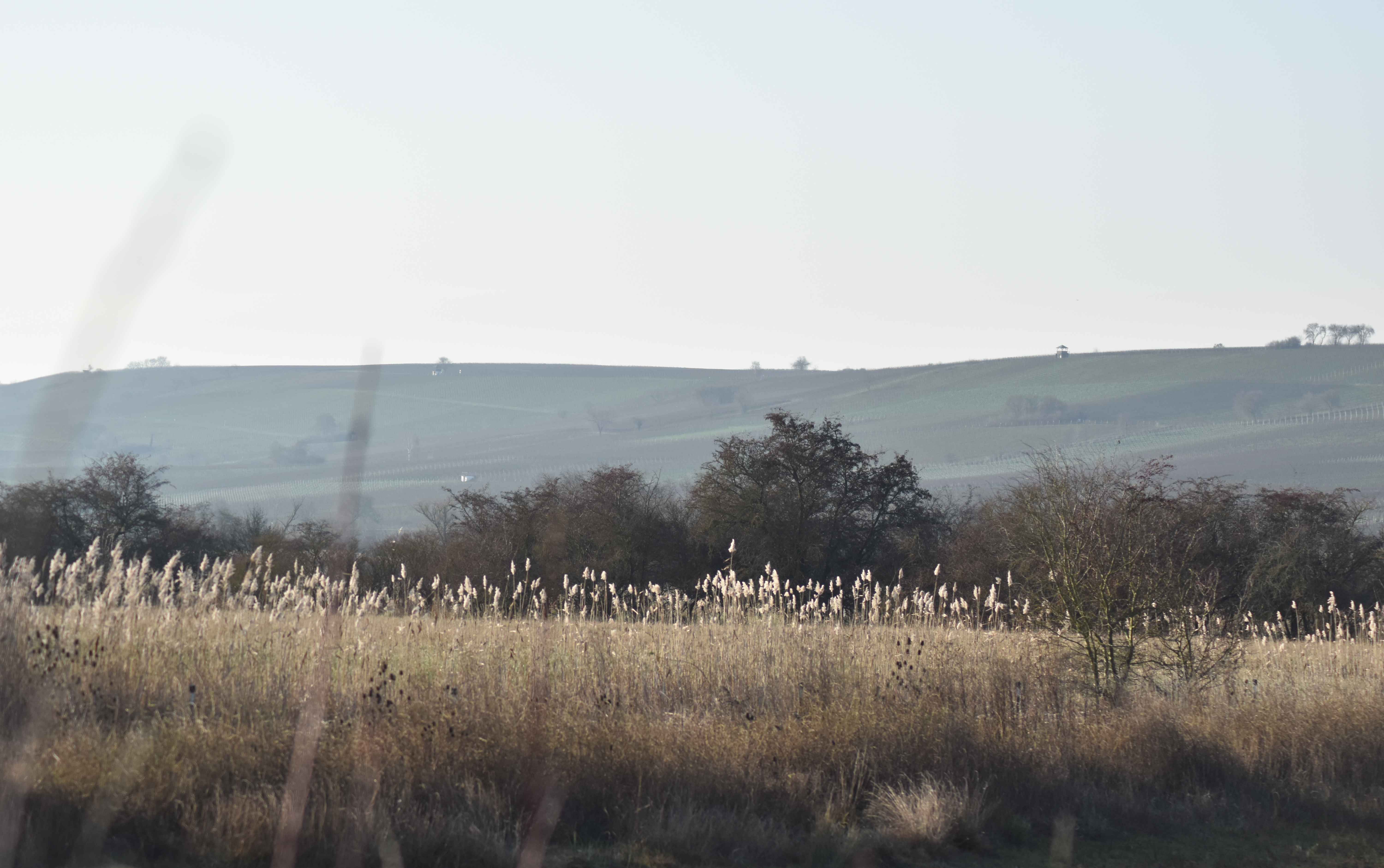 Man sieht im Vordergrund einen Schilfgürtel, im Hintergrund Sträucher, Bäume und ganz im Hintergrund die Weinberge von Bodenheim