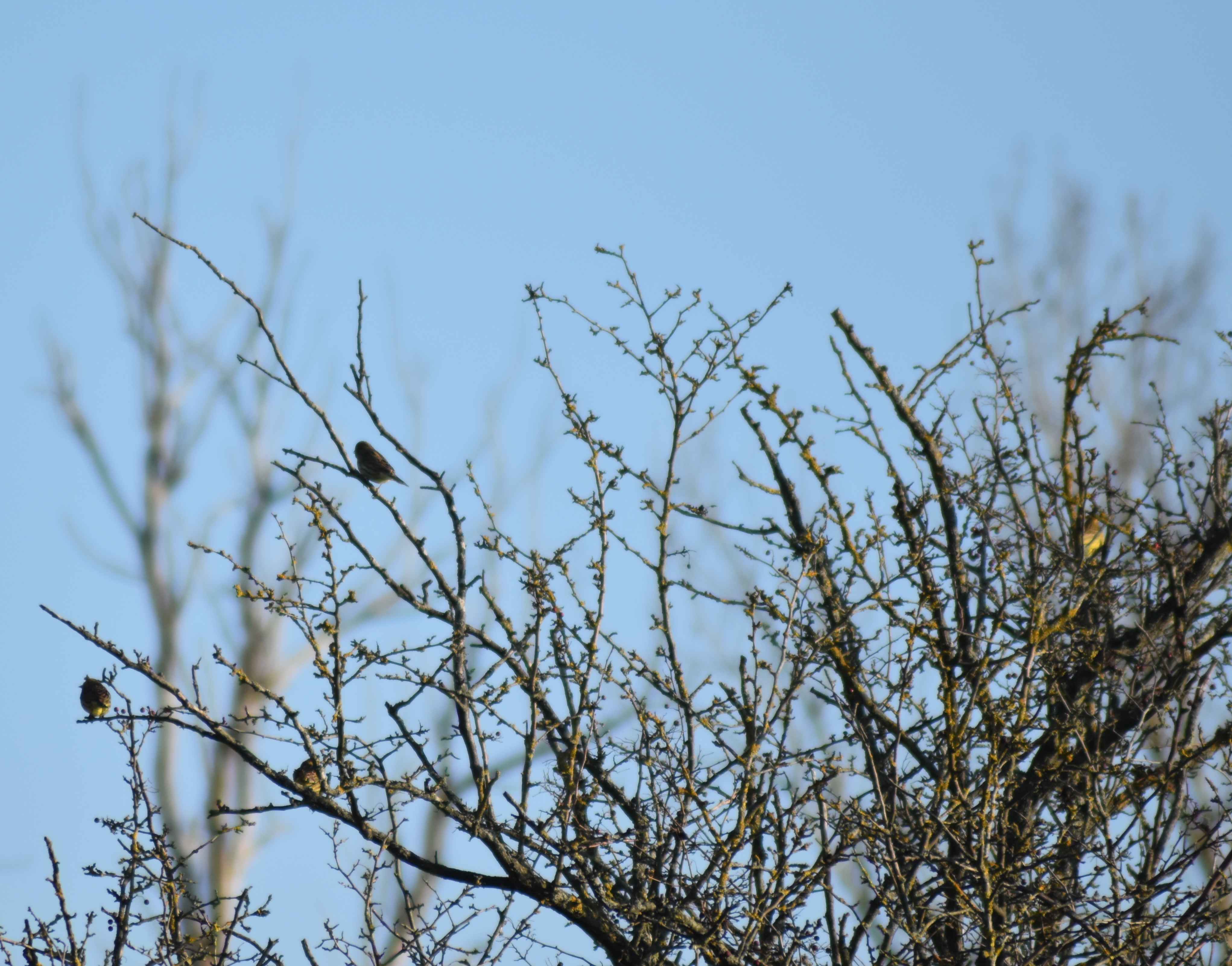 Goldammer (und ein Rohrammer?) in einer Hecke