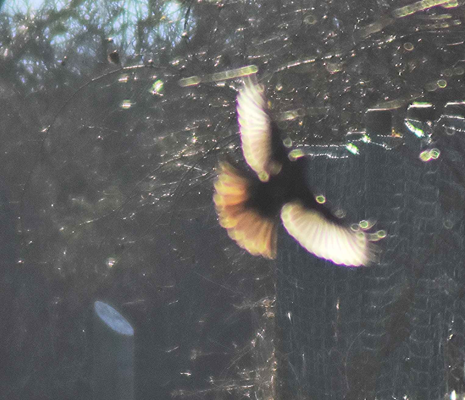 Vogel, nur als Sillhouette erkennbar