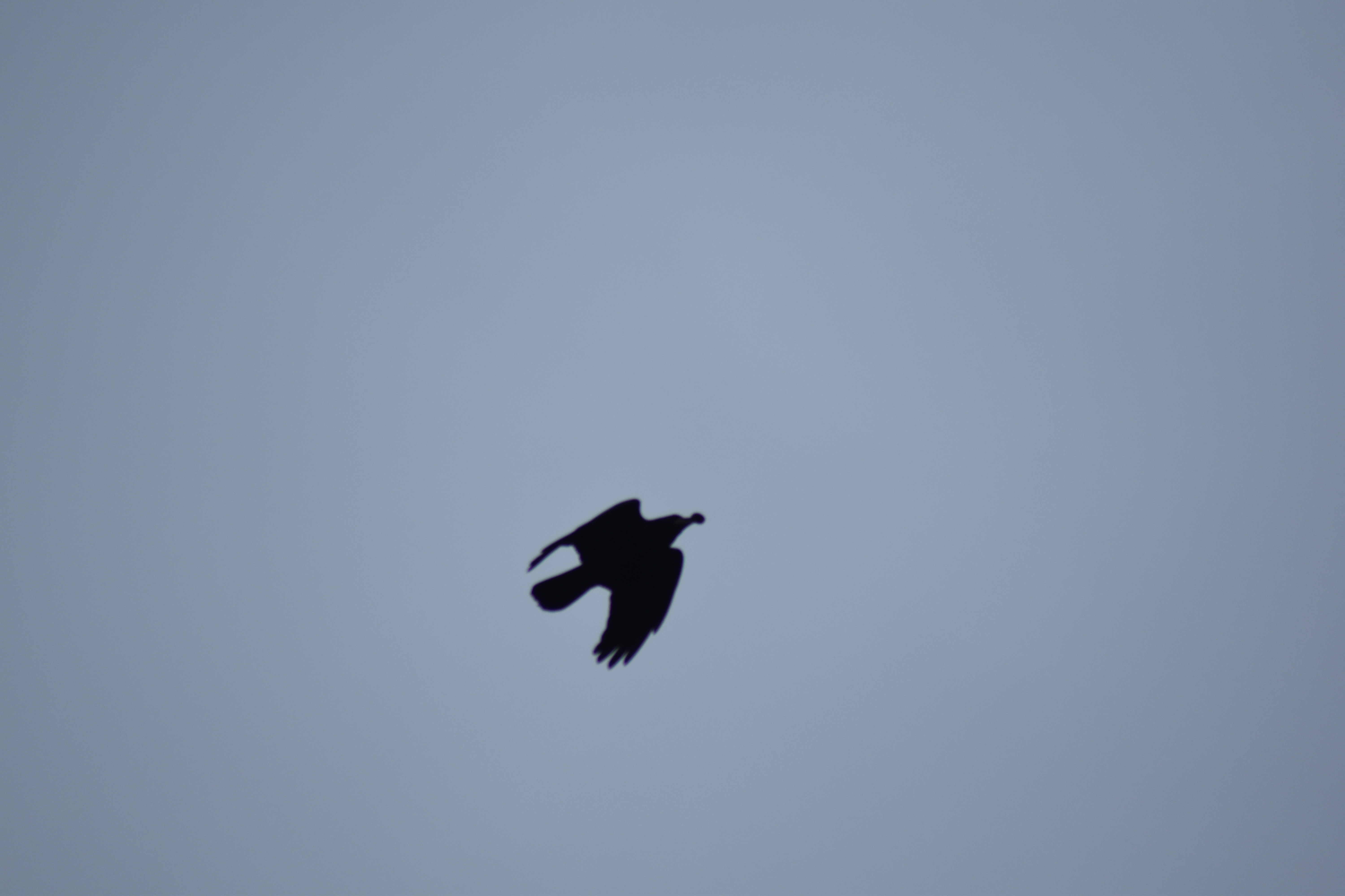 Nebelrkähe mit Waluss im Schnabel beim Überflug