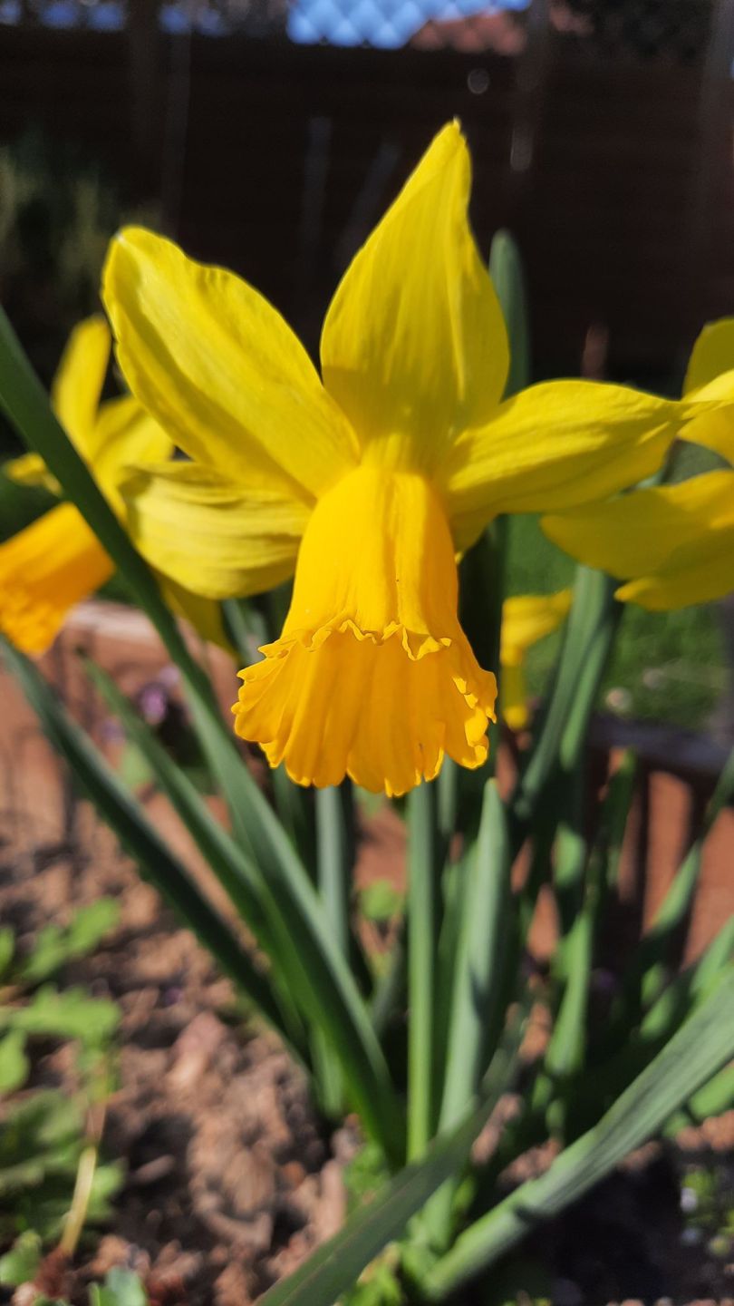 Narzisse